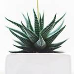 amanda zhou Profile Picture